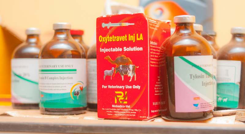 Homepage for Pet Care Pet Supplements iron supplements